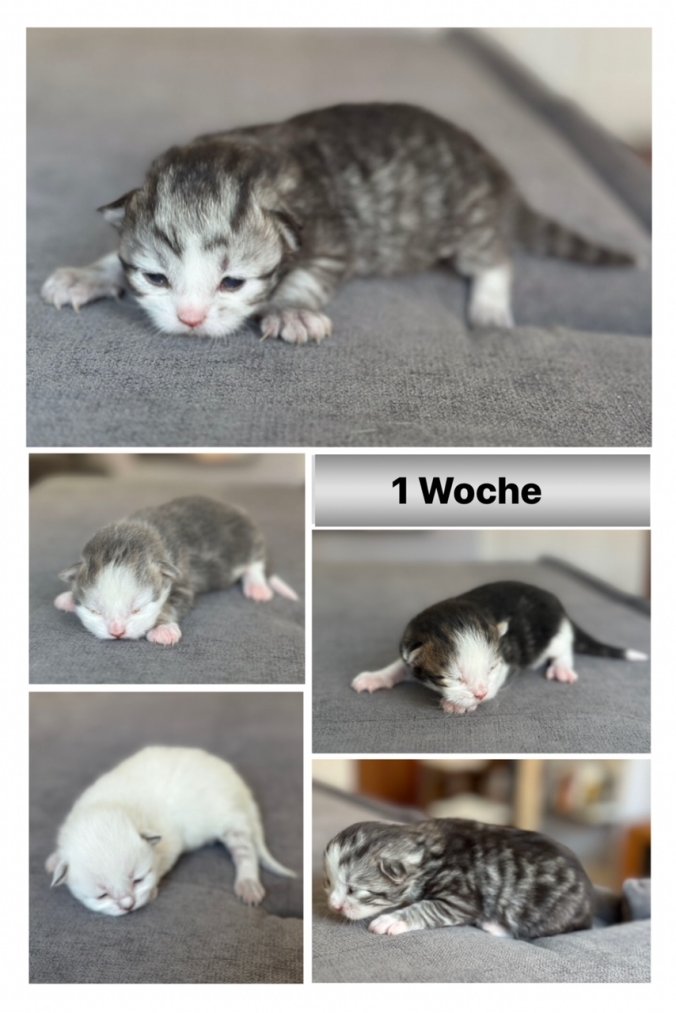 Sibirische Katzen Hamburg