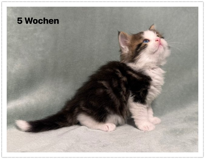 Dominant Blaue Augen